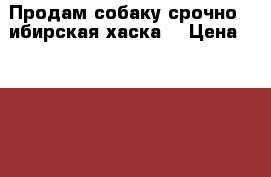 Продам собаку,срочно! Cибирская хаска. › Цена ­ 18 000 - Тульская обл., Тула г. Животные и растения » Собаки   